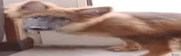 German Shepherd dogs for sale: Izzy Blue Bell and Violet German Shepherd Puppies - Advert 8