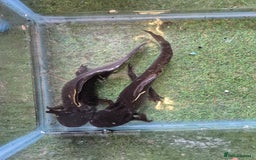 Other/Mixed Breed fish for sale: Axolotl breeding pair - Image 5