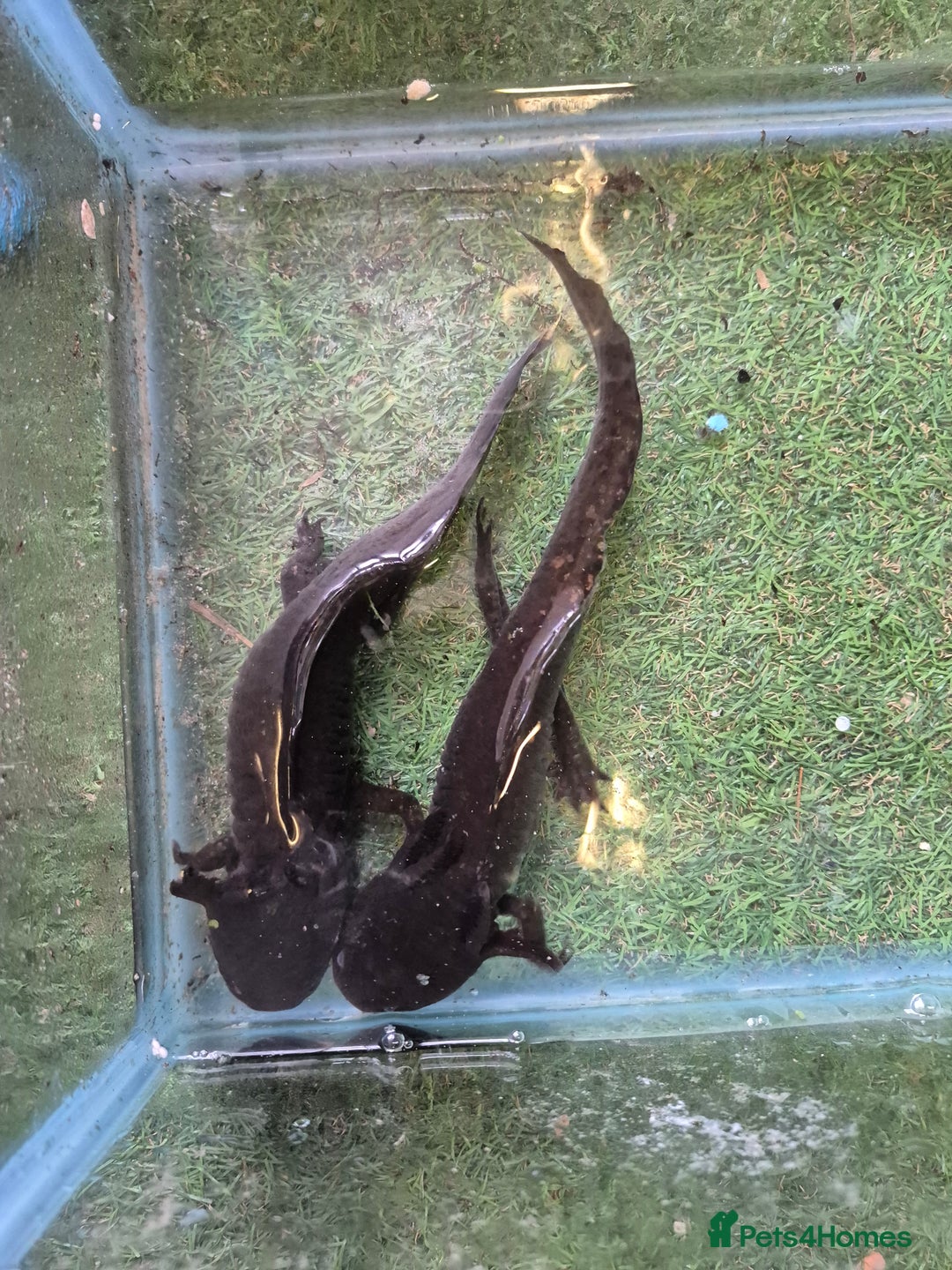 Other/Mixed Breed fish for sale: Axolotl breeding pair - Image 5