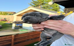 Staffordshire Bull Terrier dogs for sale: Champion Blue Staffordshire Bull Terrier Puppies - Image 4