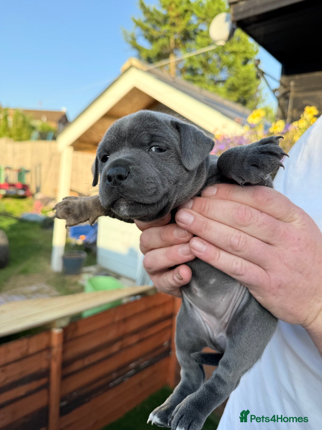 Staffordshire Bull Terrier dogs for sale: Champion Blue Staffordshire Bull Terrier Puppies - Image 4