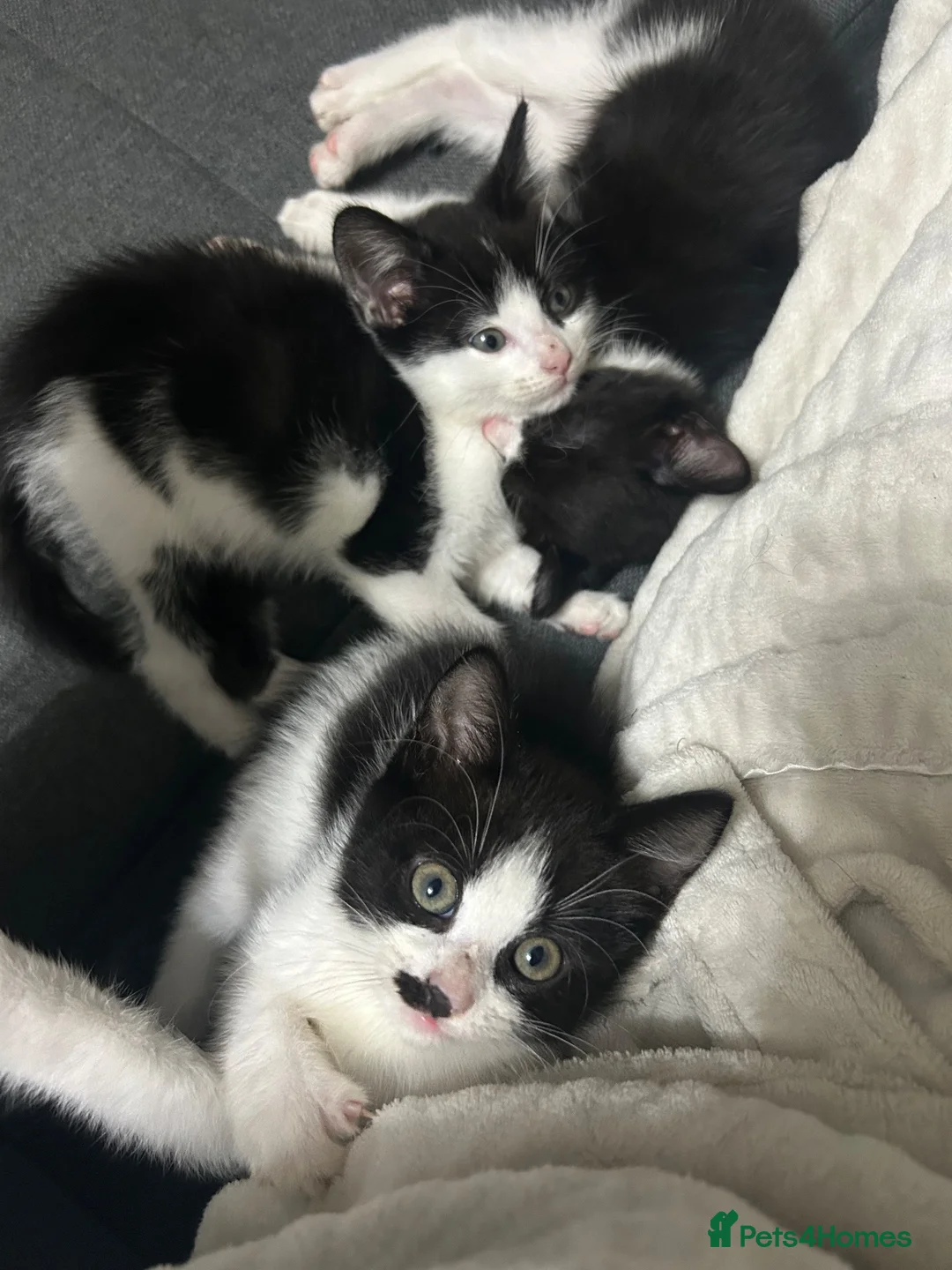 Mixed Breed cats for sale: Kitten for £60 - Advert 6