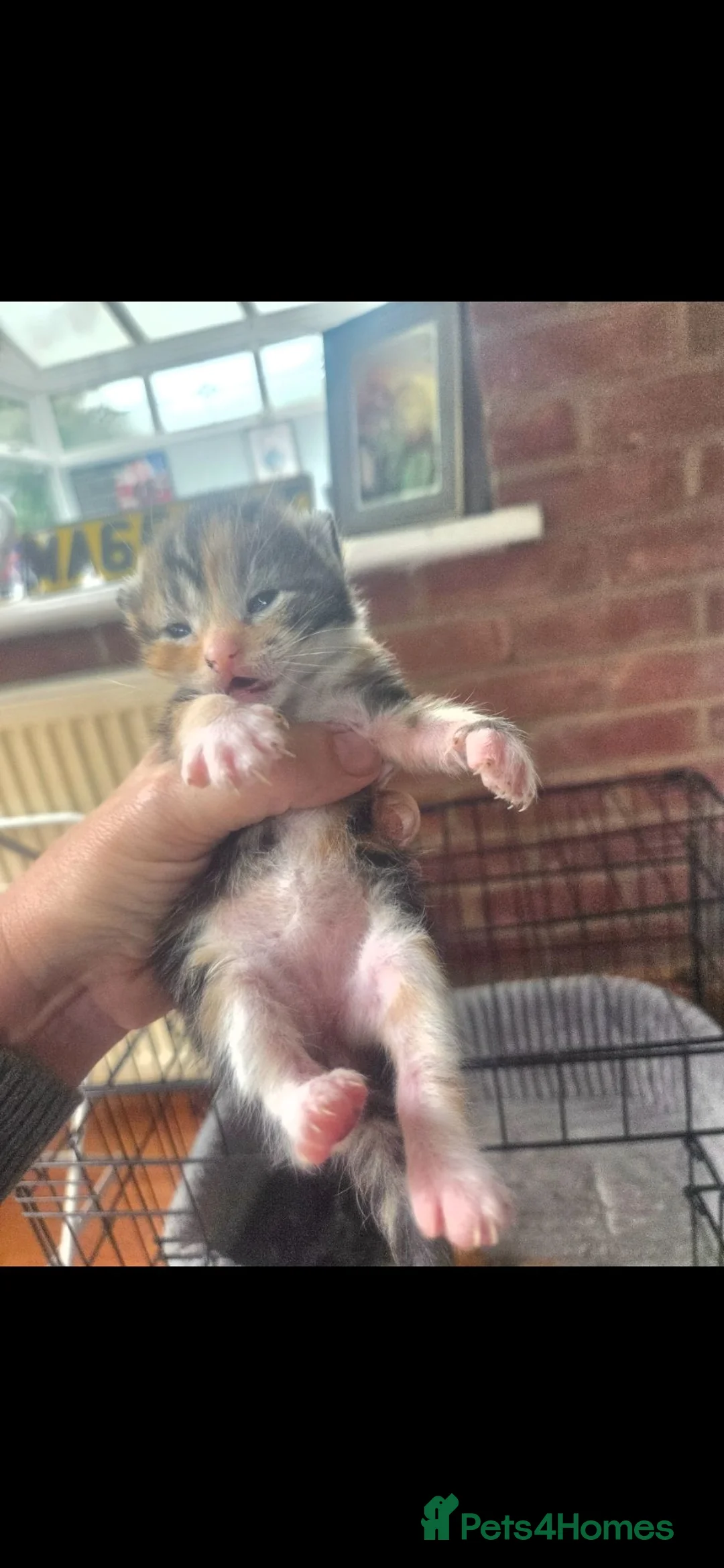 Mixed Breed cats for sale: Beautiful kittens 2 weeks old - Advert 6