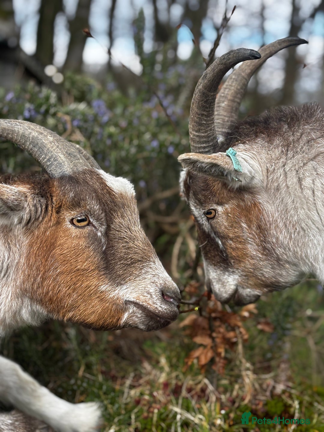 Goats livestock for sale: 2 gorgeous wethered Pygmy brothers - Image 1