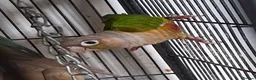 Conures birds for sale: Conures  - Advert 4
