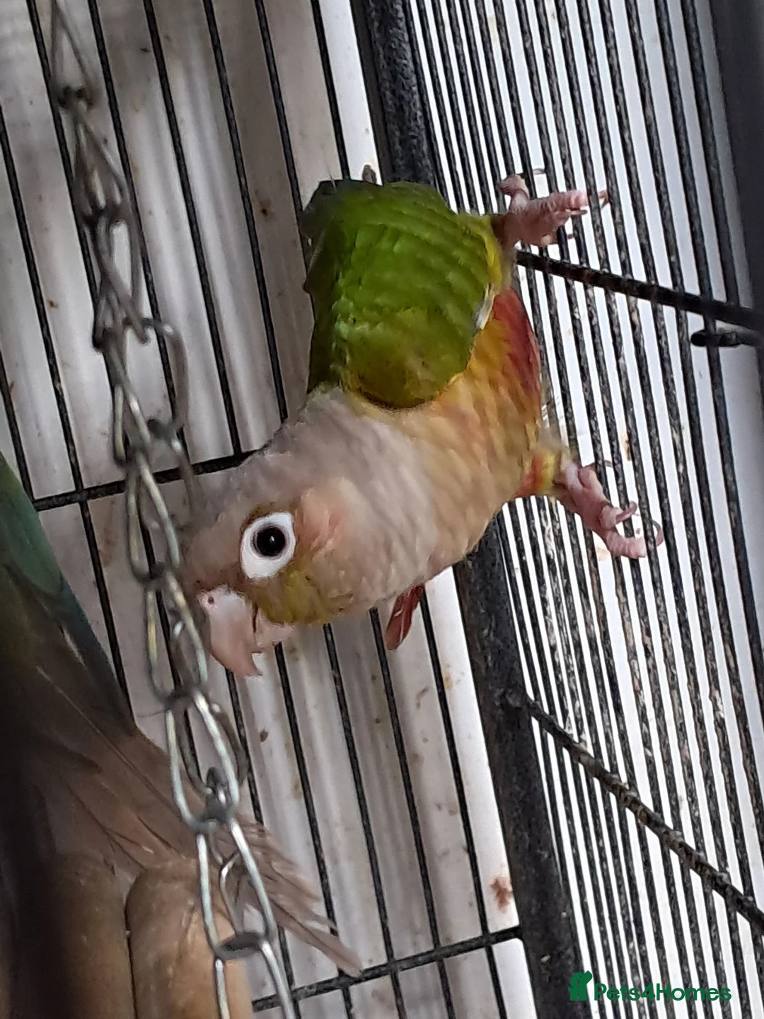 Conures birds for sale: Conures  - Advert 4