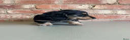 Miniature Dachshund dogs for sale: Exceptional KC Registered Miniature Dachshunds  - Advert 13