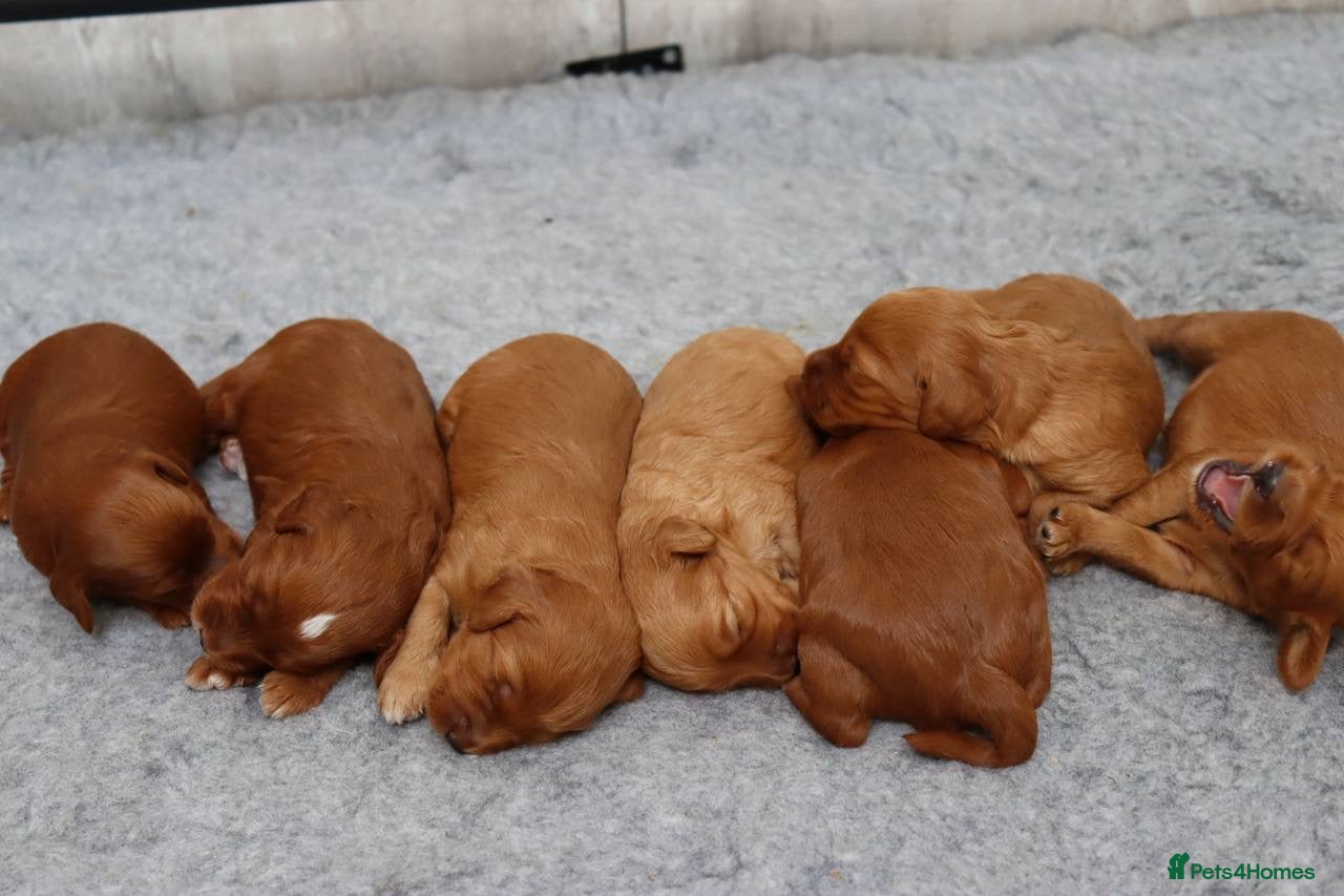 Cockapoo dogs for sale: Stunning F1 puppies Champions Bloodlines  - Advert 8