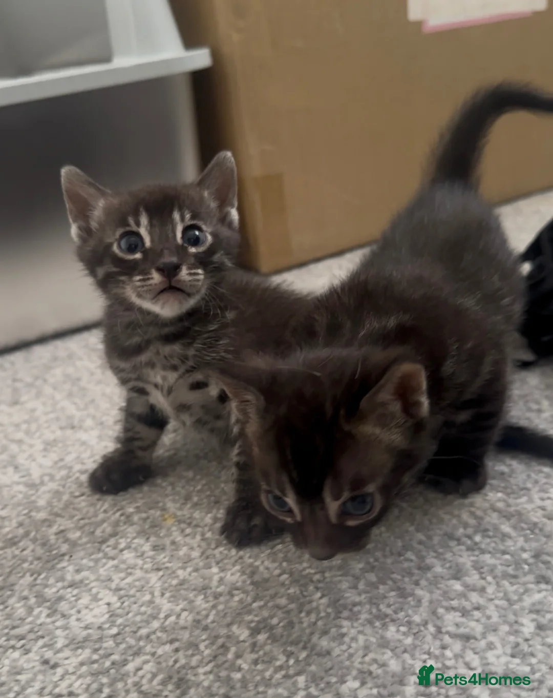 Bengal cats for sale: Exceptional silver girls & blue/ charcoal boys - Advert 2
