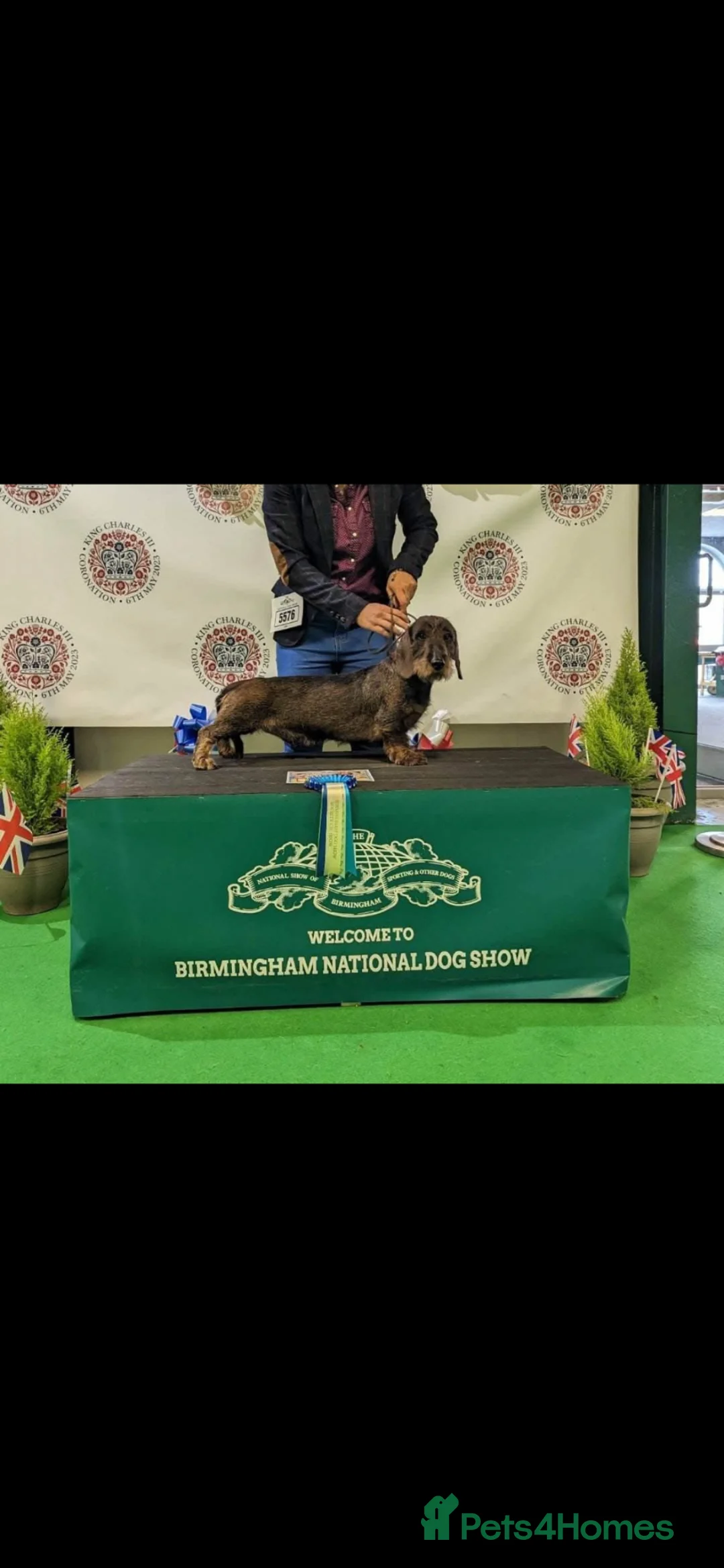 Dachshund dogs for stud: Kc registered wirehaired dachshund for stud  - Advert 1