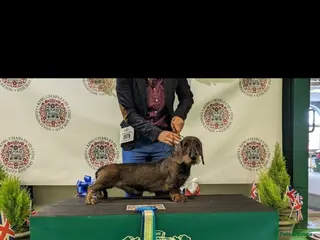 Dachshund dogs Kc registered wirehaired dachshund for stud - Advert 11