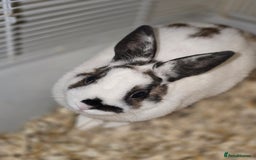 Netherland Dwarf rabbits for sale: 3 Netherland Dwarf Bunnies - Image 2