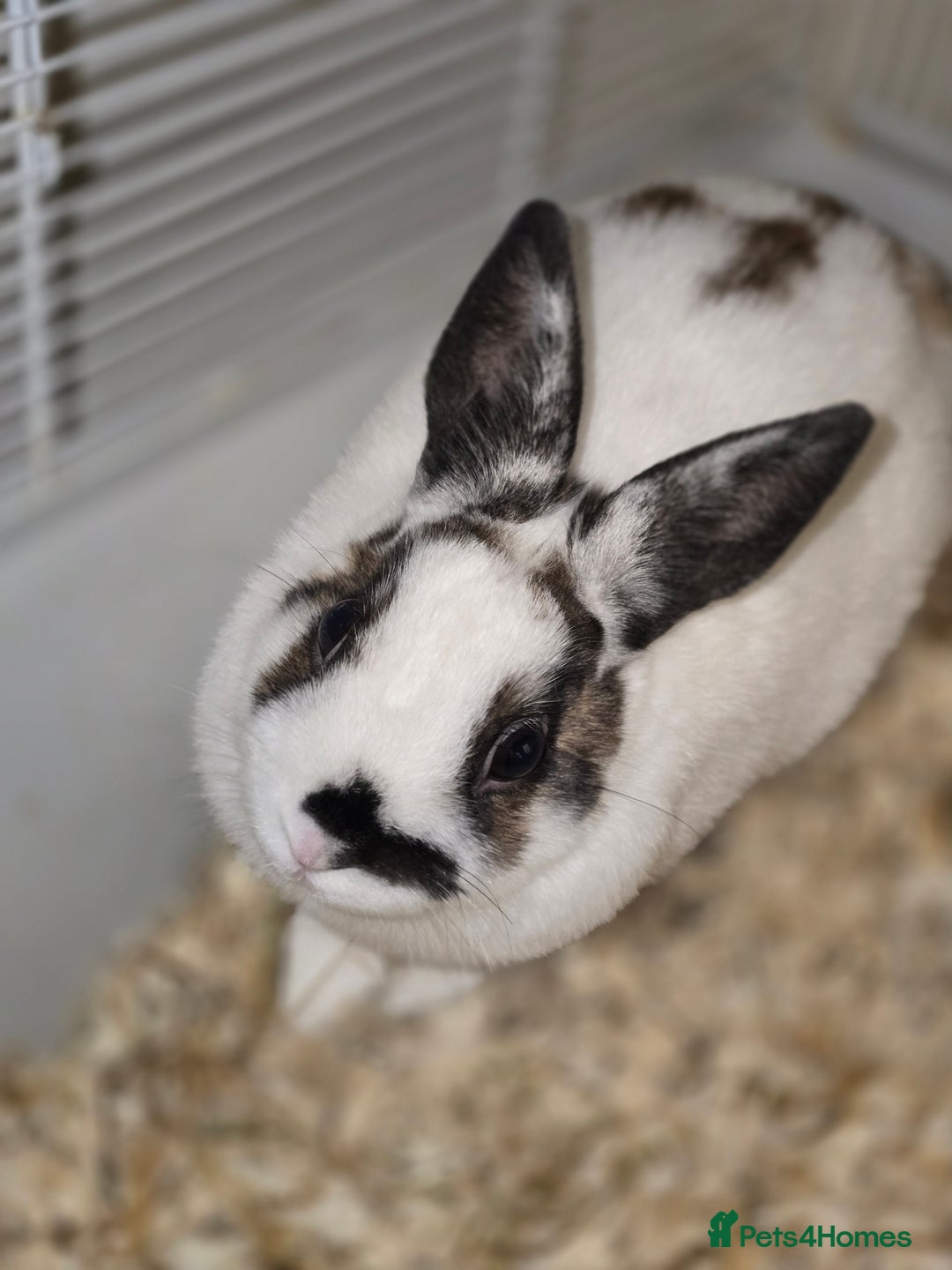 Netherland Dwarf rabbits for sale: 3 Netherland Dwarf Bunnies - Image 2