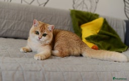 British Shorthair cats for sale: GCCFreg BSH & BLH Chocolate & Black Golden Kittens - Image 31