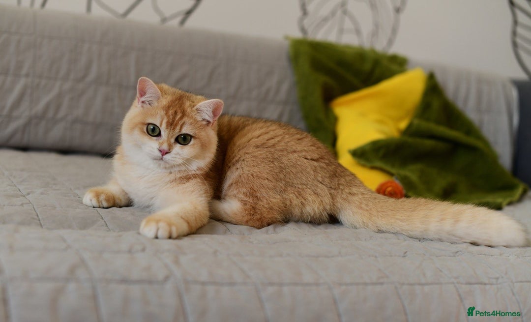 British Shorthair cats for sale: GCCFreg BSH & BLH Chocolate & Black Golden Kittens - Image 31