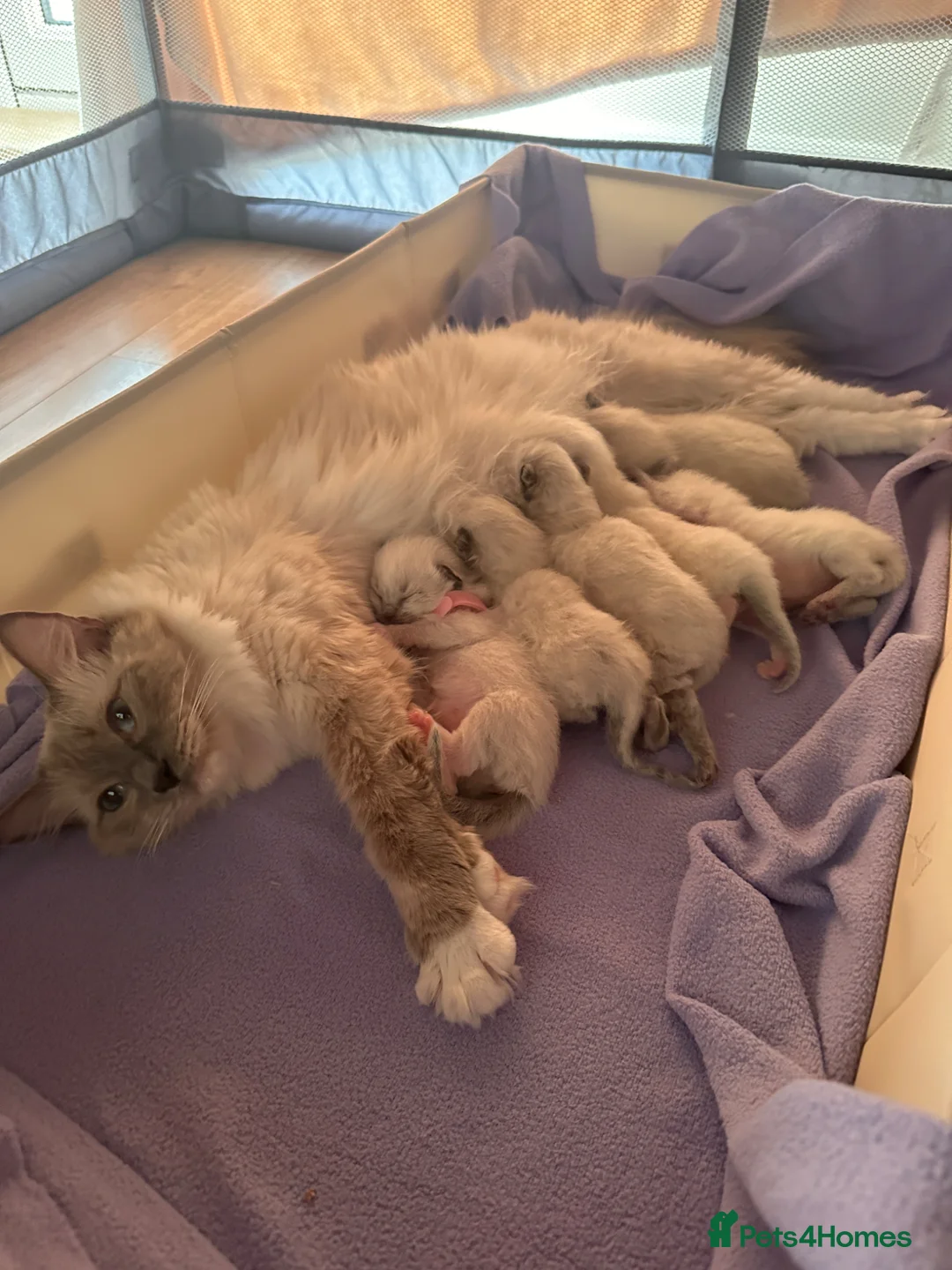 Ragdoll cats for sale: Mitten seal point GIRL  - Advert 1