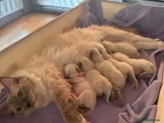 Ragdoll cats Mitten seal point GIRL - Advert 12