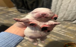 Pekingese dogs for sale: Lovely Pekingese puppies! 🐶❤️ - Image 4