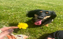 Miniature Dachshund dogs for stud: Black long haired miniature dachshund for stud  - Image 1