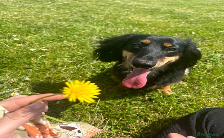 Miniature Dachshund dogs - Advert 1