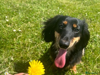 Miniature Dachshund dogs - Advert 34