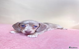 Miniature Dachshund dogs for sale: Miniature dachshund puppies  - Image 7