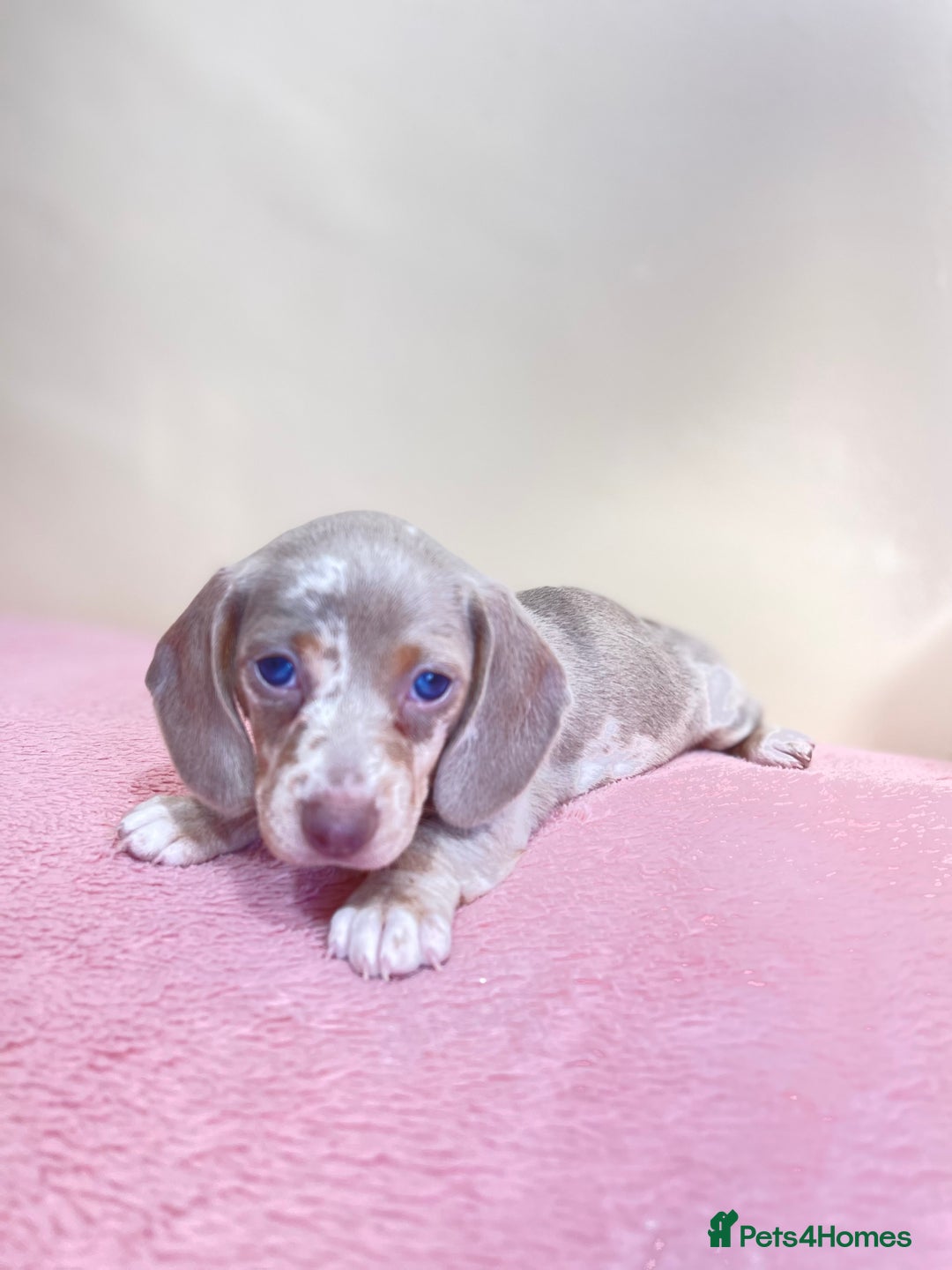 Miniature Dachshund dogs for sale: Miniature dachshund puppies  - Image 7