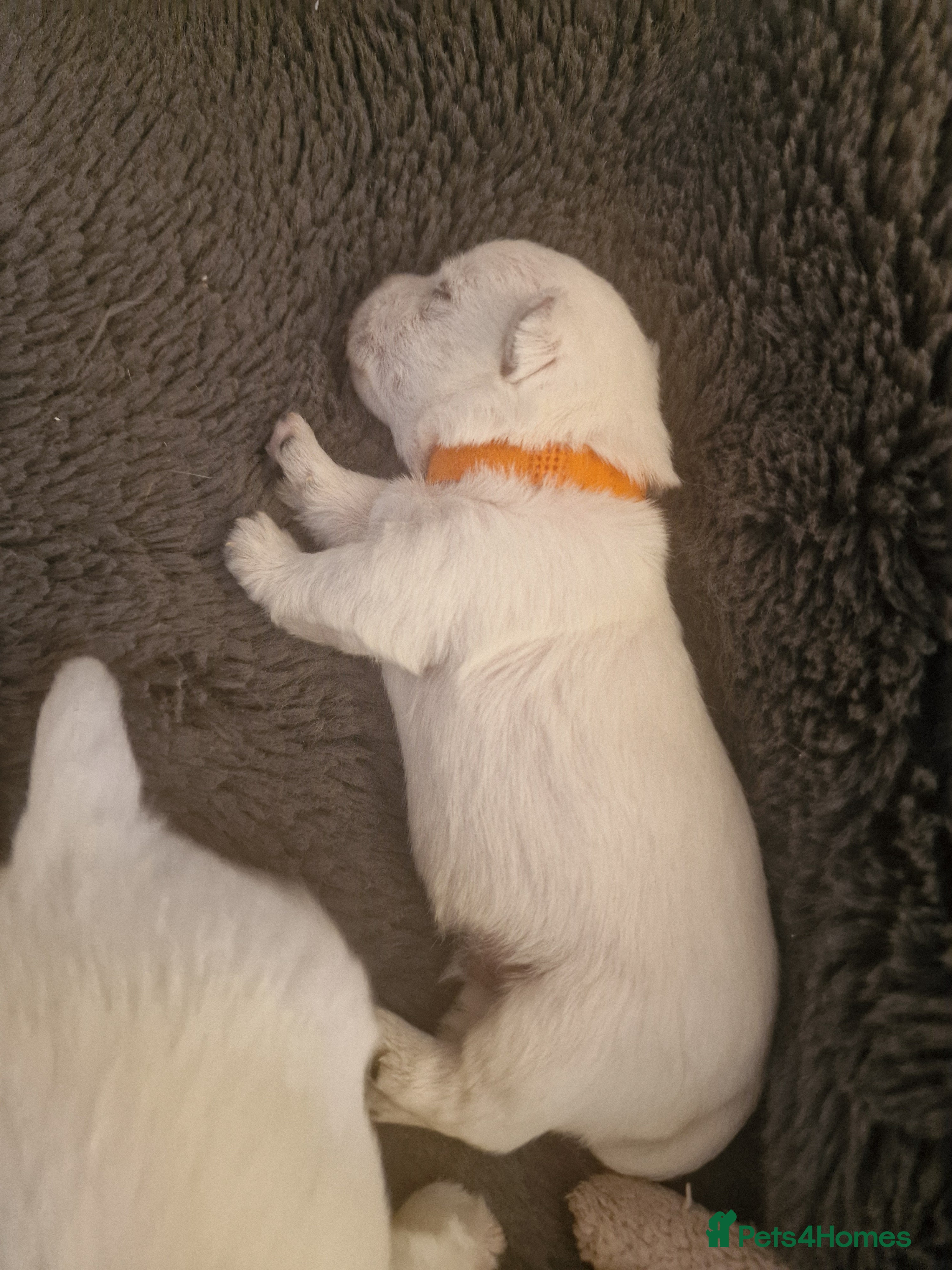 West Highland Terrier dogs Outstanding! Westie puppies - Advert 1