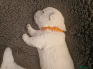 West Highland Terrier dogs Outstanding! Westie puppies - Advert 1