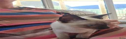 Snowshoe cats for sale: TICA Snowshoe Kitten seeking SPECIAL home - Advert 8