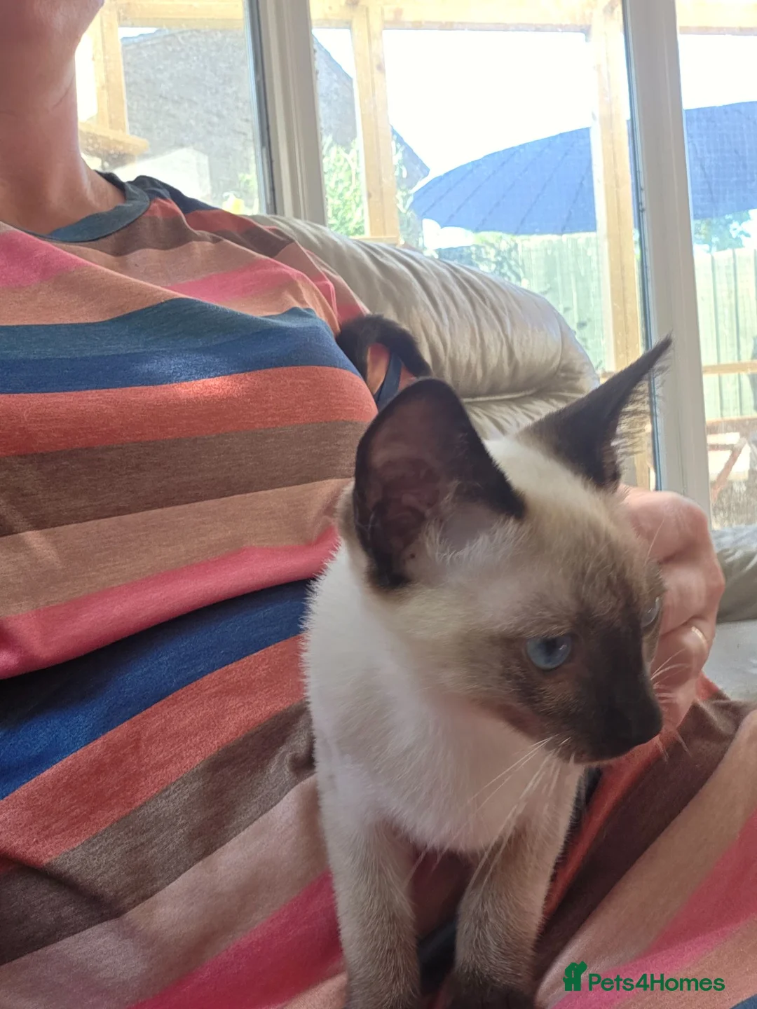 Snowshoe cats for sale: TICA Snowshoe Kitten seeking SPECIAL home - Advert 8