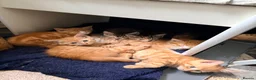 Maine Coon cats for sale: Mainecoon cross kittens - Advert 18
