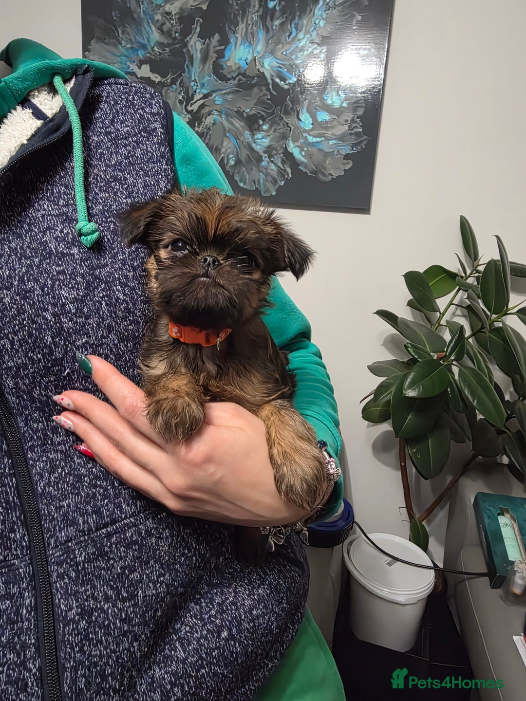 Griffon Bruxellois dogs for sale: Gorgeous pedigree Griffon Bruxellois KC registered - Advert 3