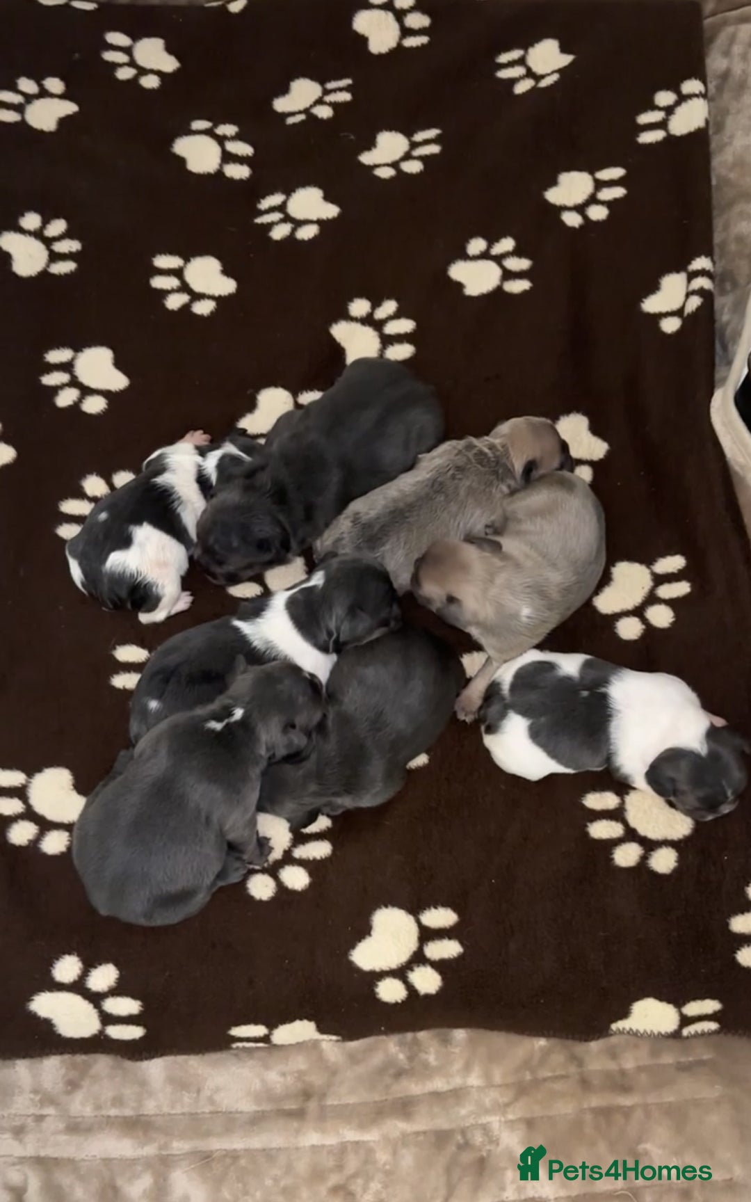 French Bulldog dogs for sale: Litter of French bulldogs  - Advert 2