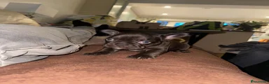 French Bulldog 4