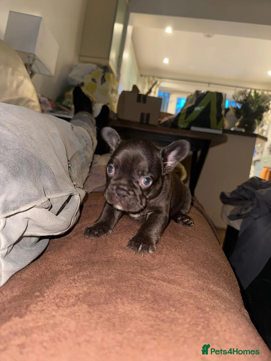 French Bulldog dogs for sale: Four Pedigree French Bulldogs Available for Sale in London - Advert 2