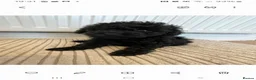 Toy Poodle dogs for sale: 🩷1 left🩷 - Advert 13