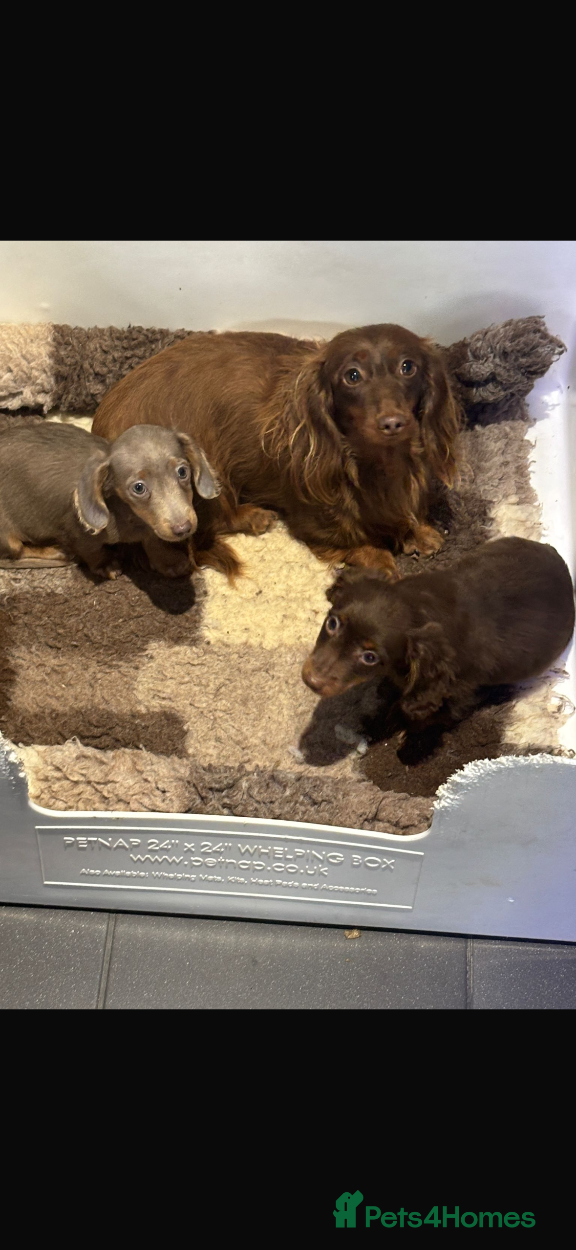 Miniature Dachshund dogs Longhair miniature Dachshunds  - Advert 1
