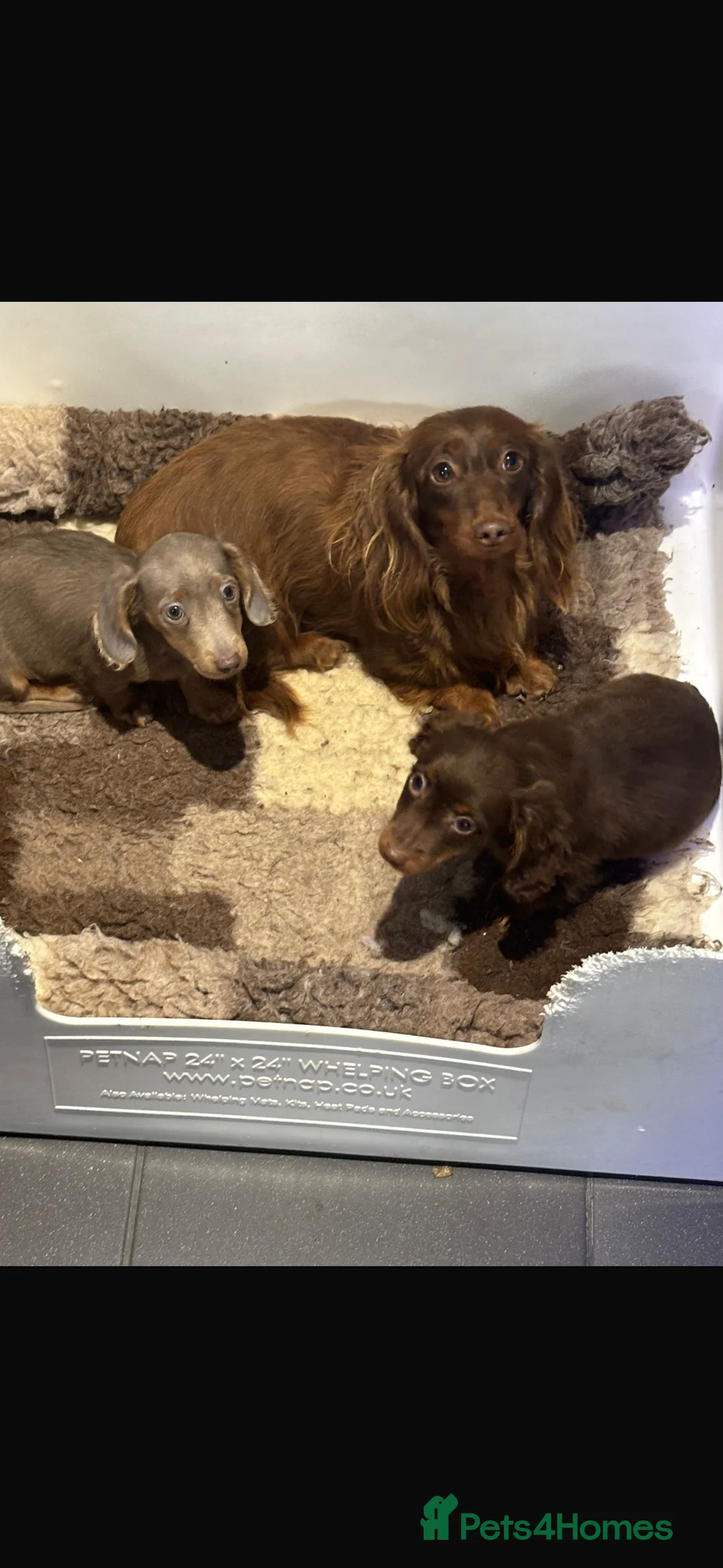 Miniature Dachshund dogs for sale: Longhair miniature Dachshunds  in Glasgow - Advert 1