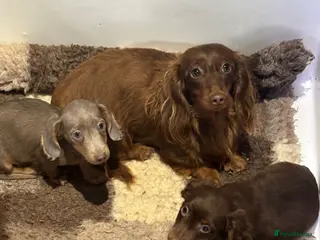 Miniature Dachshund dogs Longhair miniature Dachshunds - Advert 1