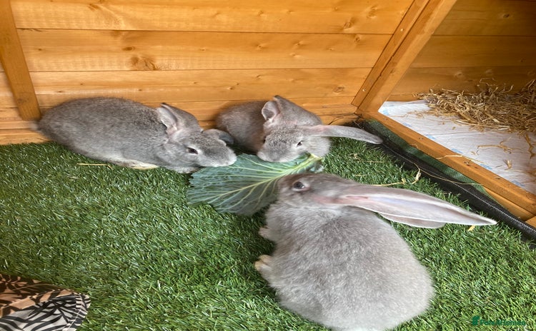Continental Giant rabbits - Advert 1