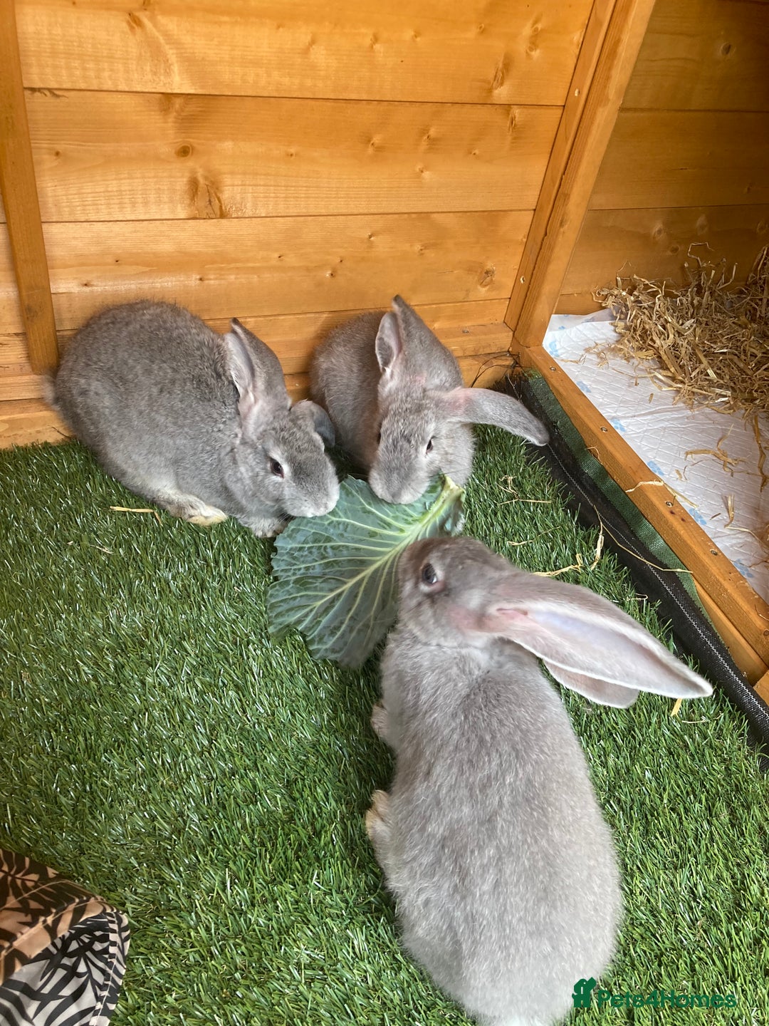 Continental Giant rabbits for sale: Gorgeous Continental Giants - Image 1