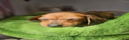 Dachshund dogs for sale: 1 Miniature dachshund left in Swadlincote - Advert 23