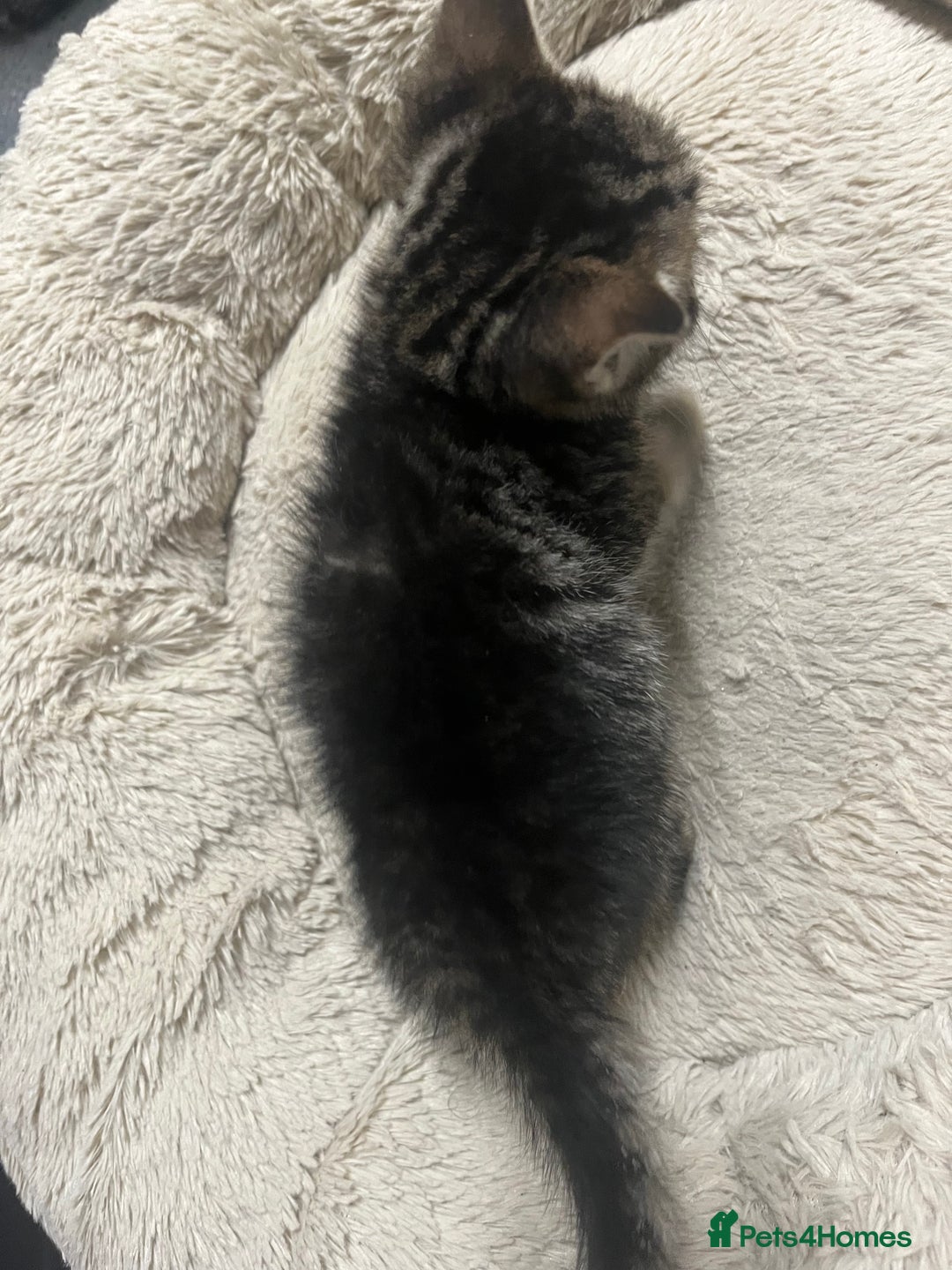 Mixed Breed cats for sale: 🐾 Beautiful 6week old mix tabby Kittens - Advert 4