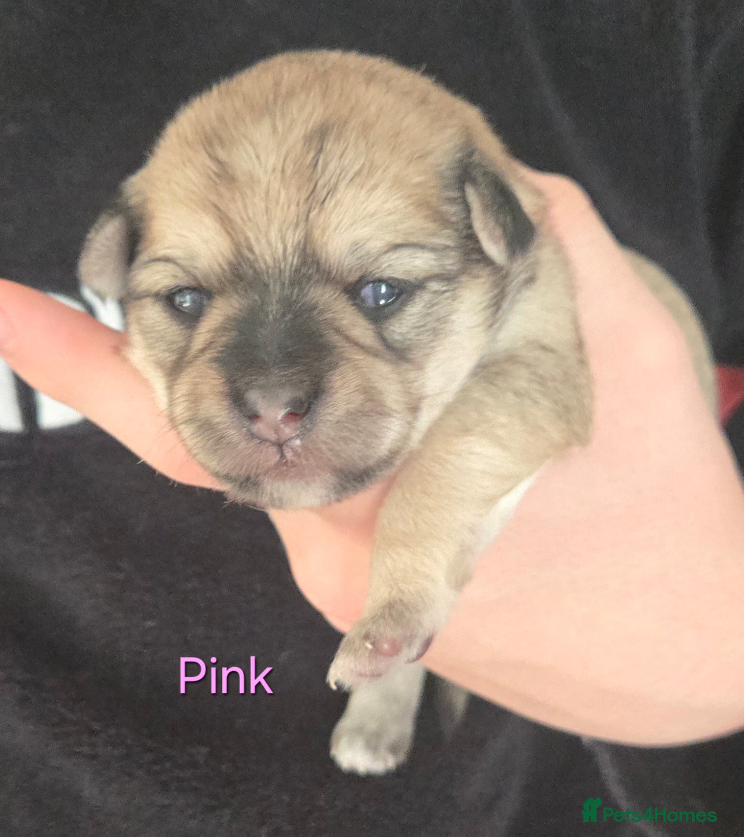 Mixed Breed dogs Maltese x Terrier - Advert 4