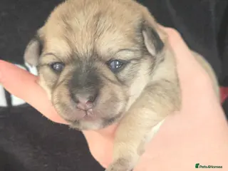 Mixed Breed dogs Maltese x Terrier - Advert 4