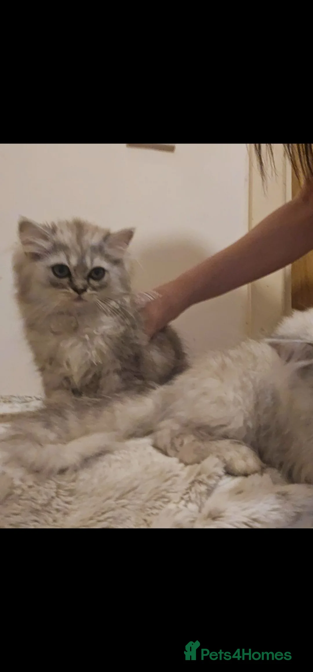 Persian cats for sale: 2 Beautiful Persian Chinchilla kittens for sale - Advert 1