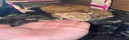 Rat rodents for sale: Rehoming  - Advert 21