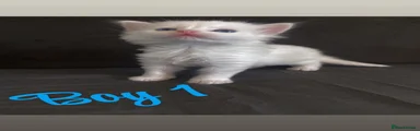 Turkish Angora 1