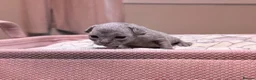 Devon Rex cats for sale: Beautiful blue boy!!!!! - Advert 4